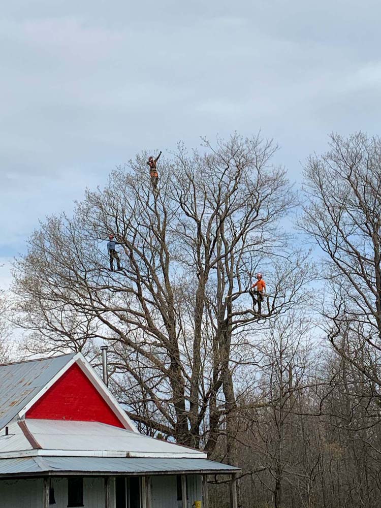 tree triming and removal pruning arborist tree care tree pruning tree removal