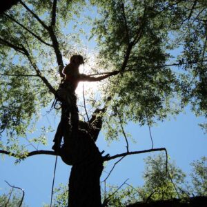 tree care collingwood blue mountain