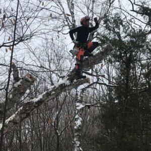 tree care tree removal collingwood arborist blue mountain